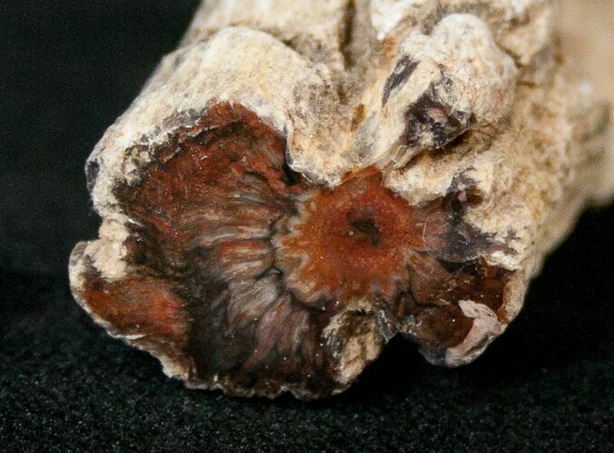 Polished Petrified Wood Limb - Madagascar #17153